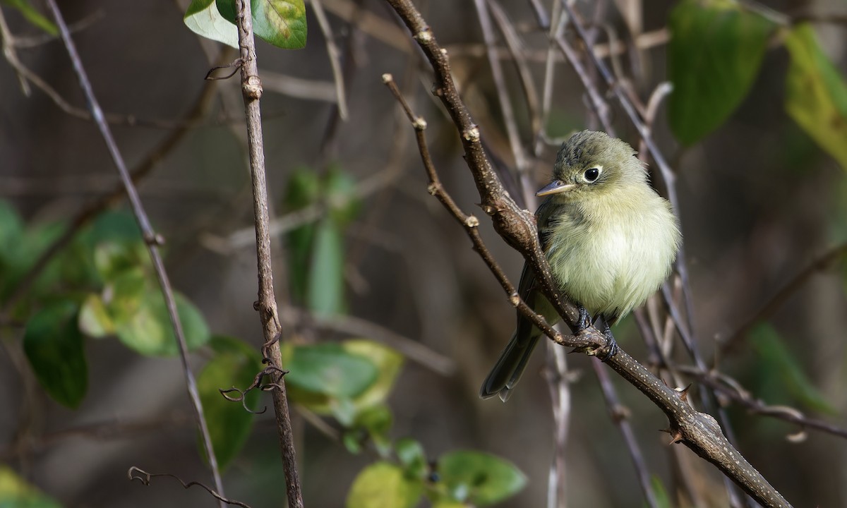 Western Flycatcher - ML611953335