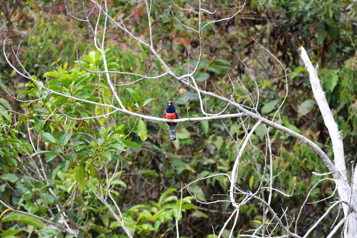 trogon zelenohřbetý - ML611953453