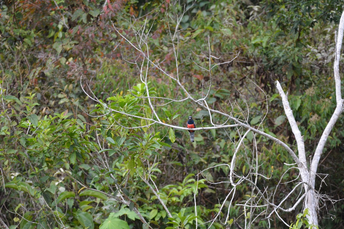 Green-backed Trogon - Dan Bormann