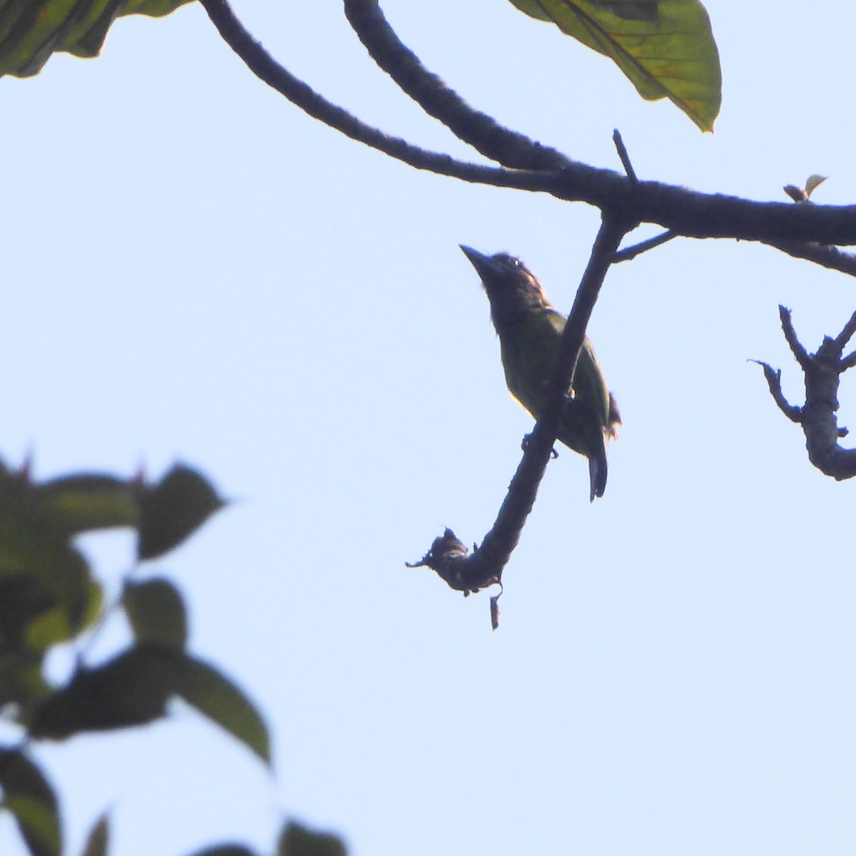 Brown-throated Barbet - ML611953586