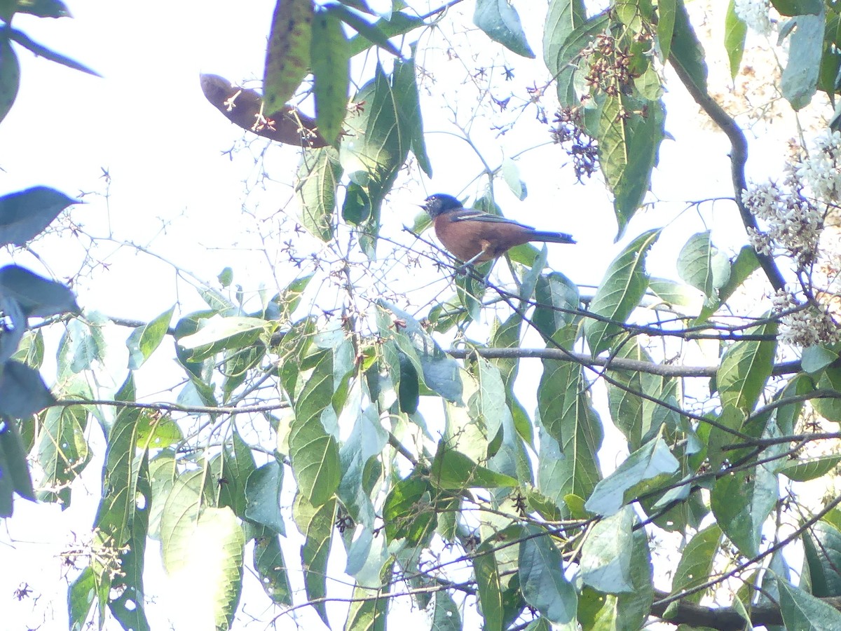 Orchard Oriole - Andrés Felipe