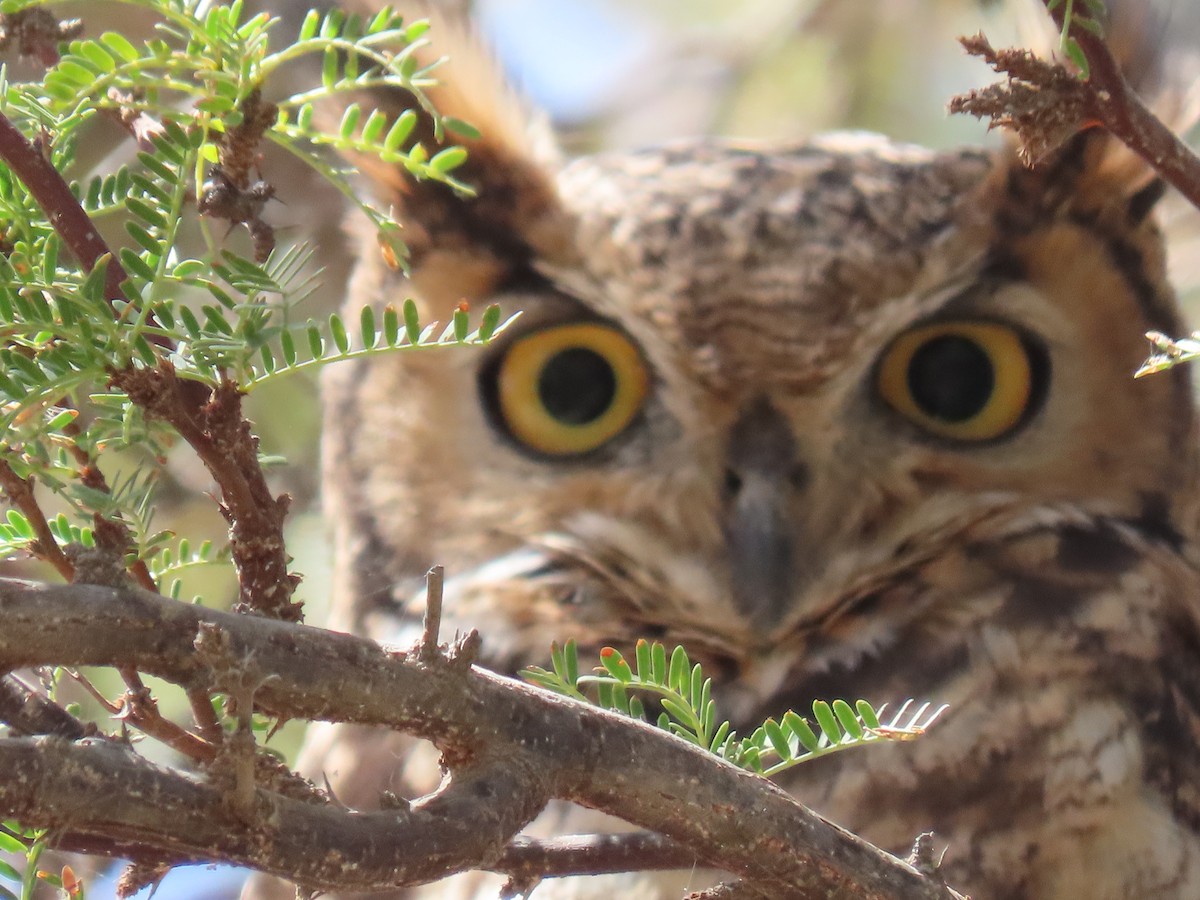 Lesser Horned Owl - ML611953702