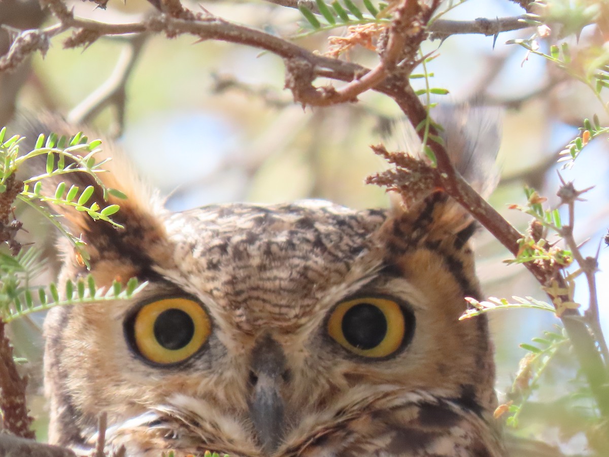 Lesser Horned Owl - ML611953703