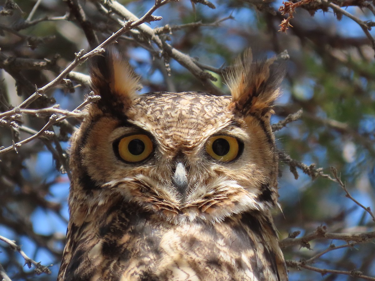Lesser Horned Owl - ML611953704
