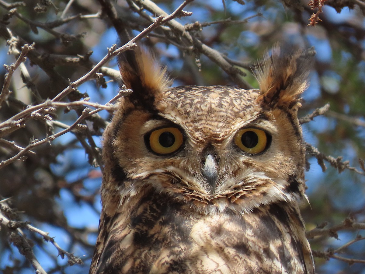 Lesser Horned Owl - ML611953705