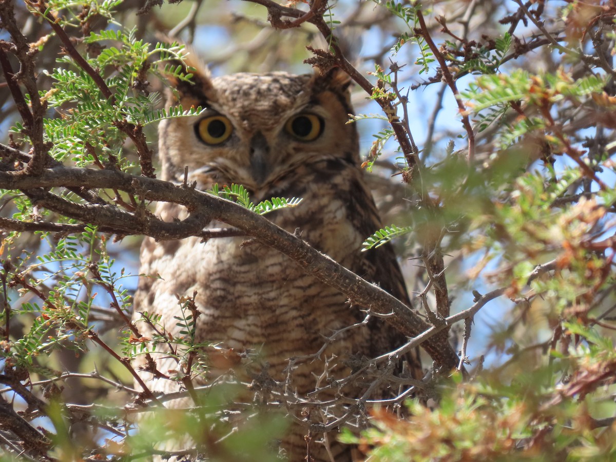 Lesser Horned Owl - ML611953706