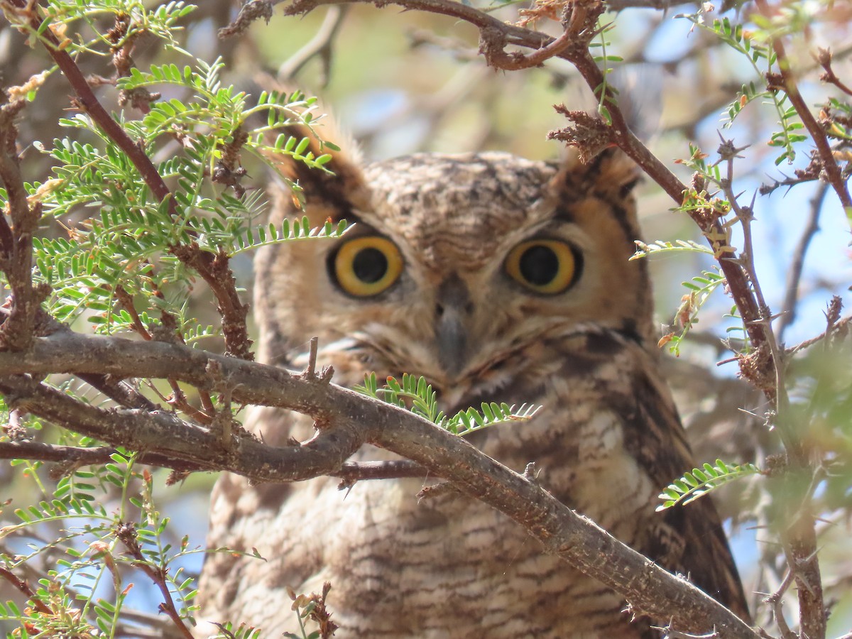 Lesser Horned Owl - ML611953707