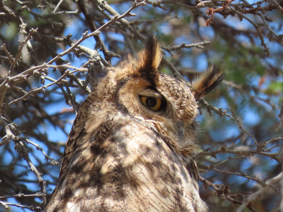 Lesser Horned Owl - ML611953708
