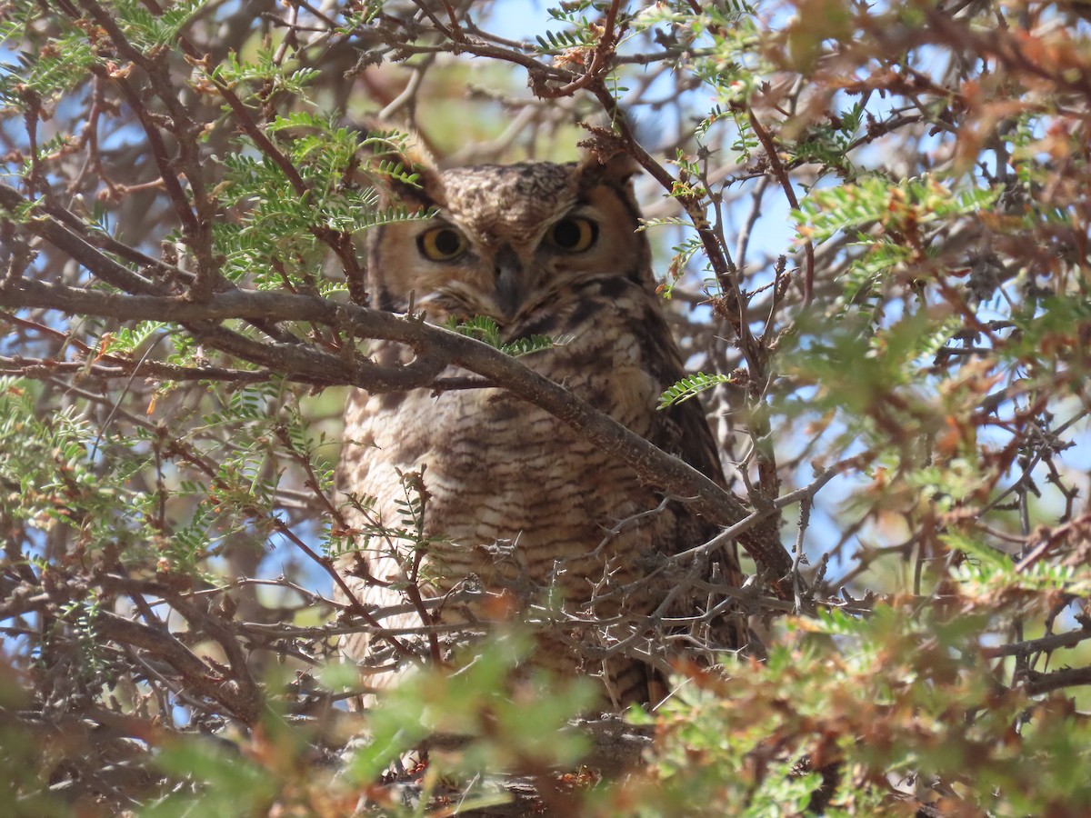 Lesser Horned Owl - ML611953710