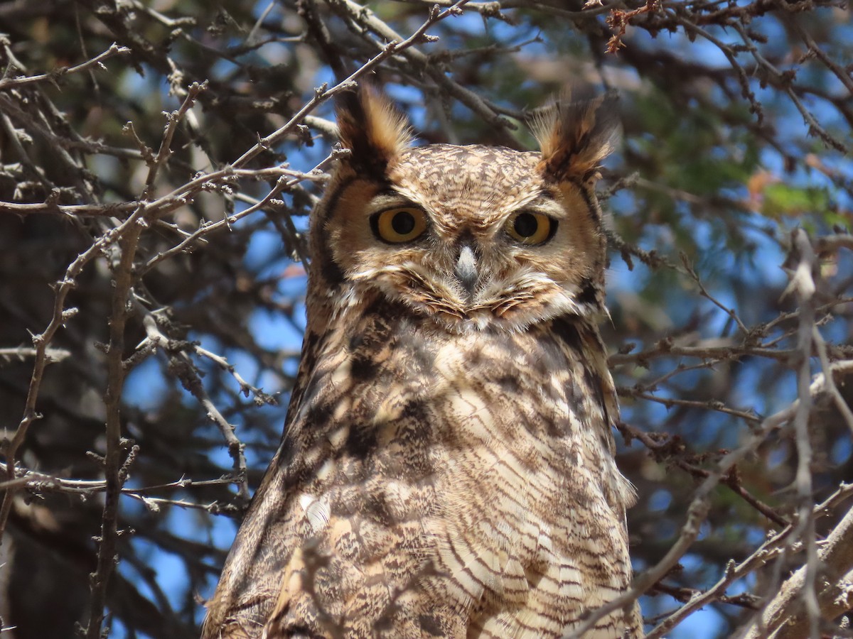 Lesser Horned Owl - ML611953712