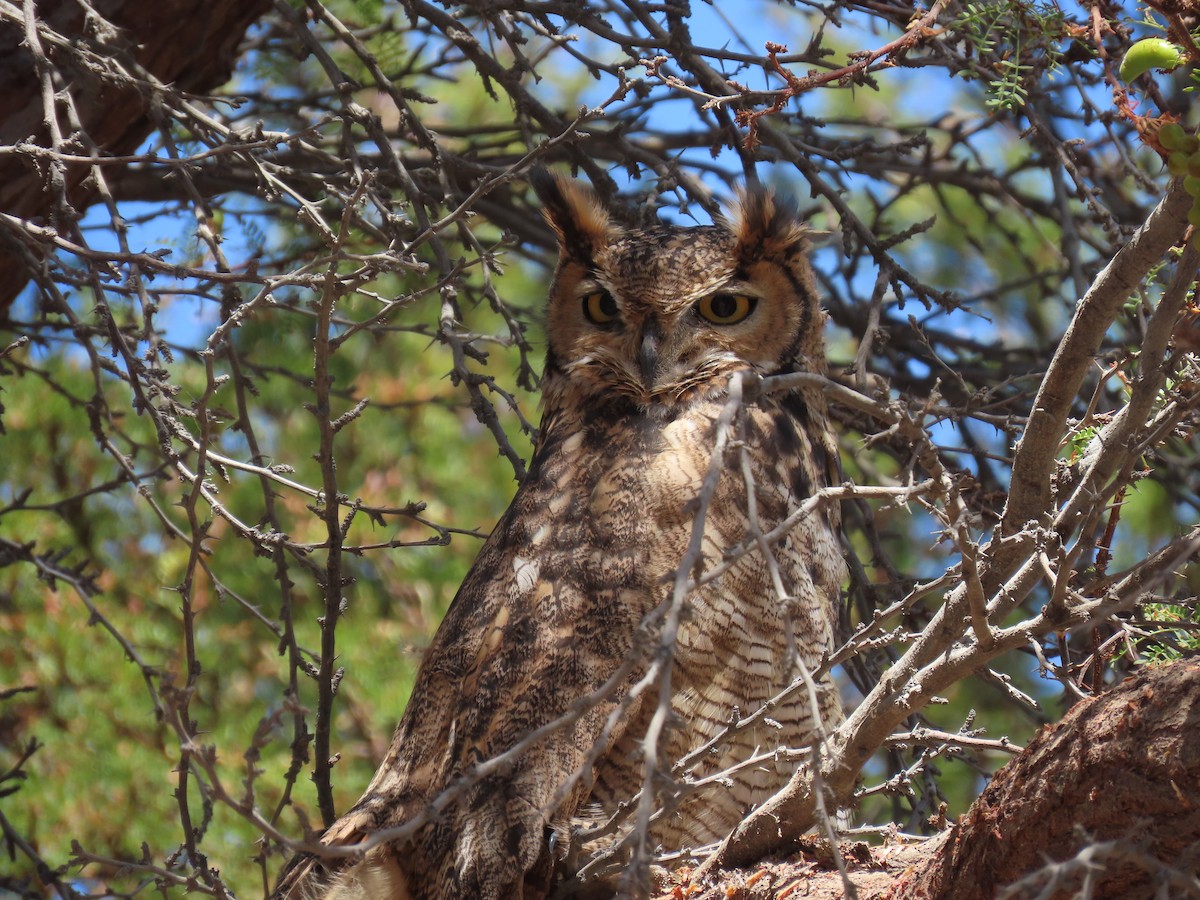 Lesser Horned Owl - ML611953714