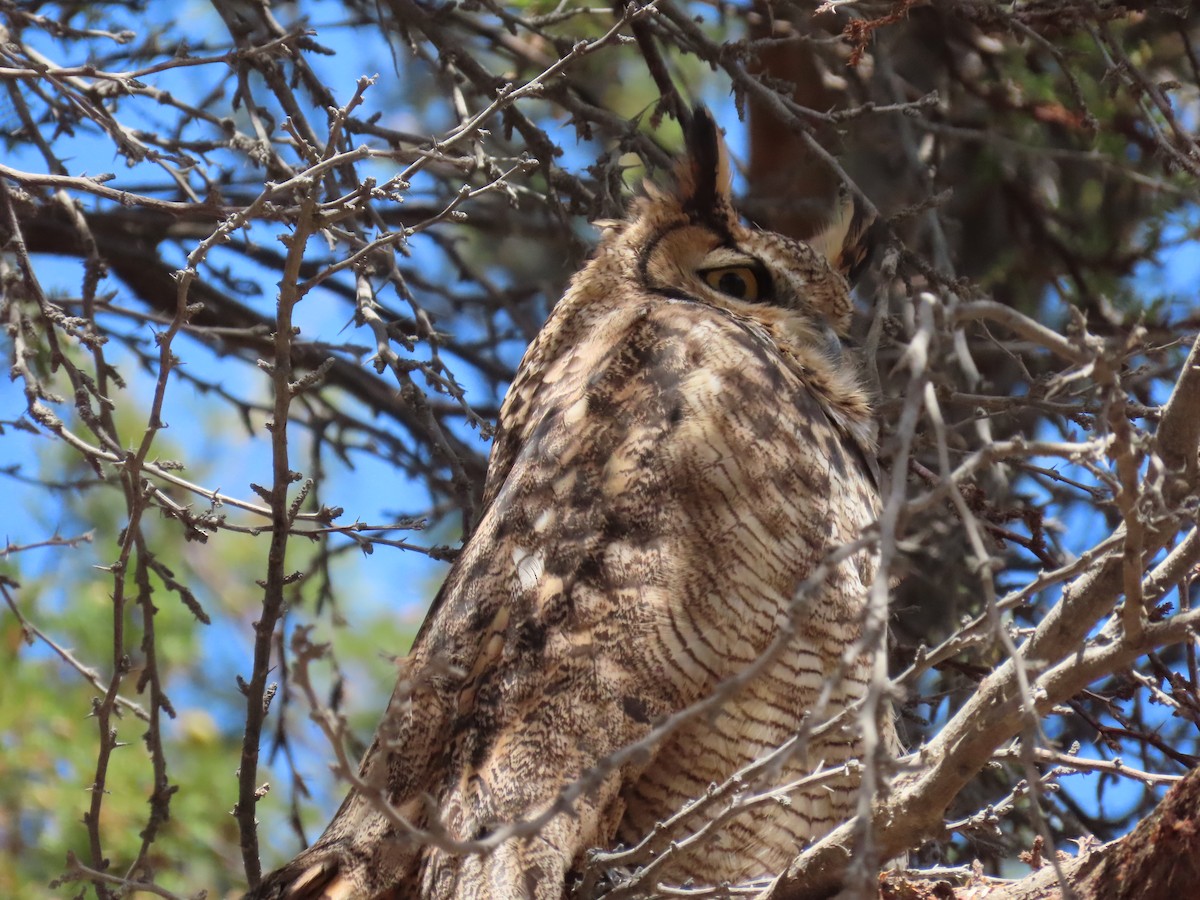 Lesser Horned Owl - ML611953715