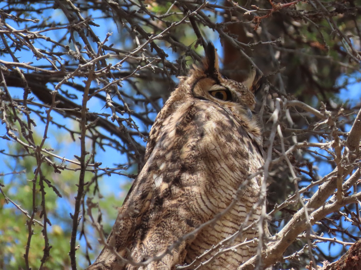 Lesser Horned Owl - ML611953716