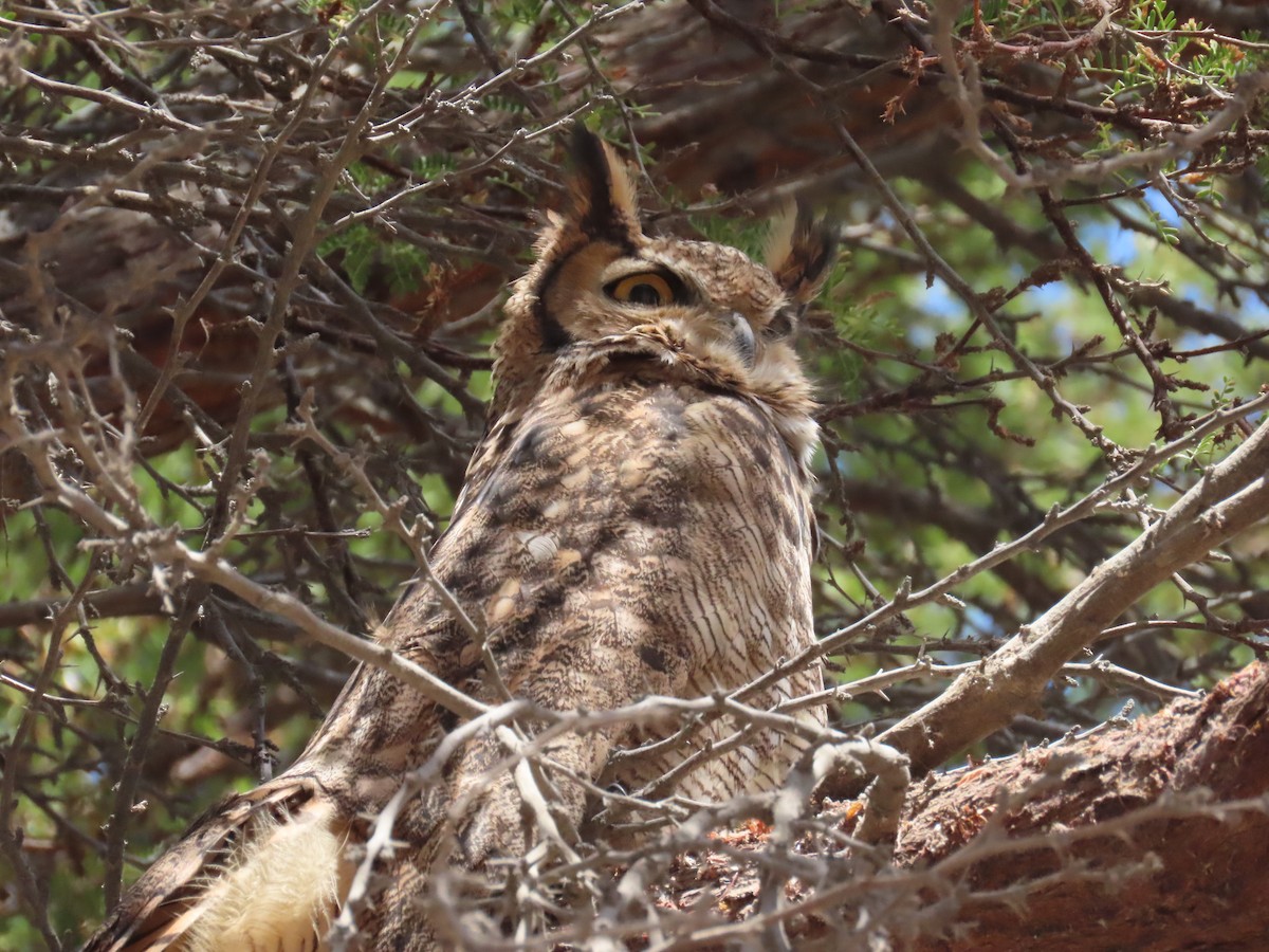 Lesser Horned Owl - ML611953717