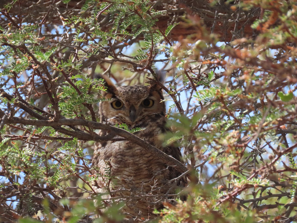 Lesser Horned Owl - ML611953718