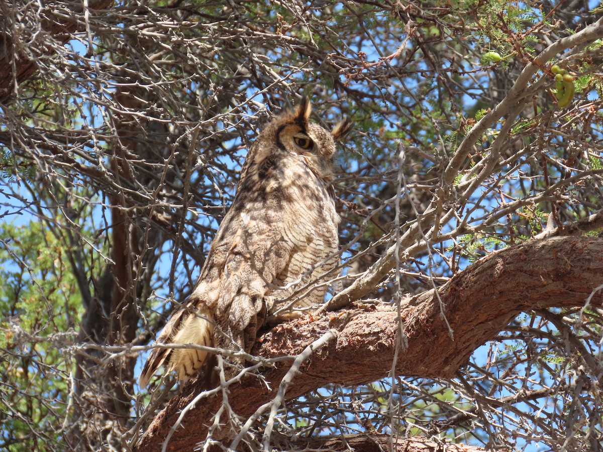 Lesser Horned Owl - ML611953719