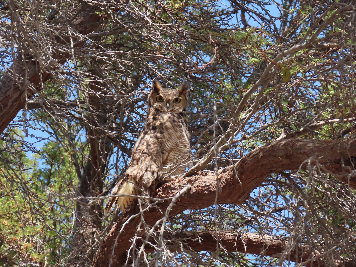Lesser Horned Owl - ML611953720