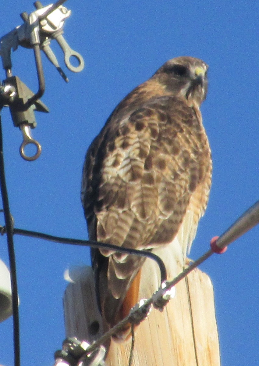 Red-tailed Hawk - ML611953724