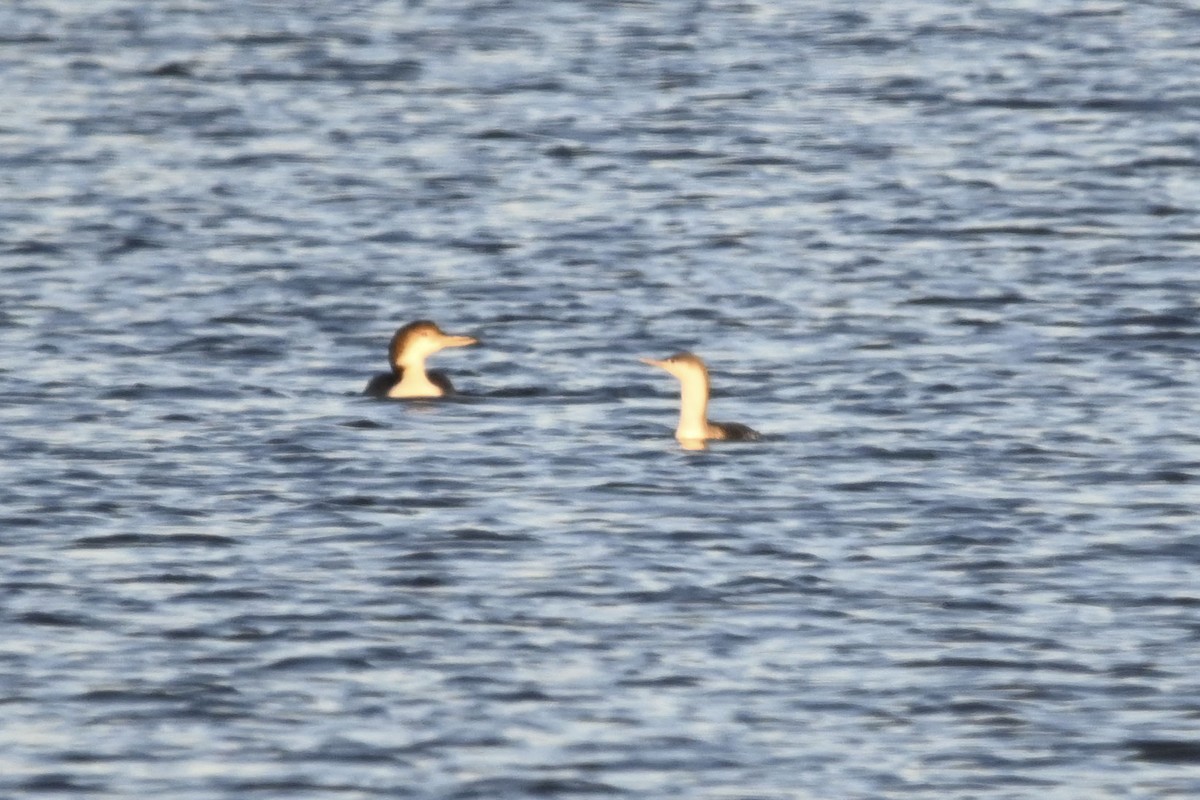 Red-throated Loon - ML611953763