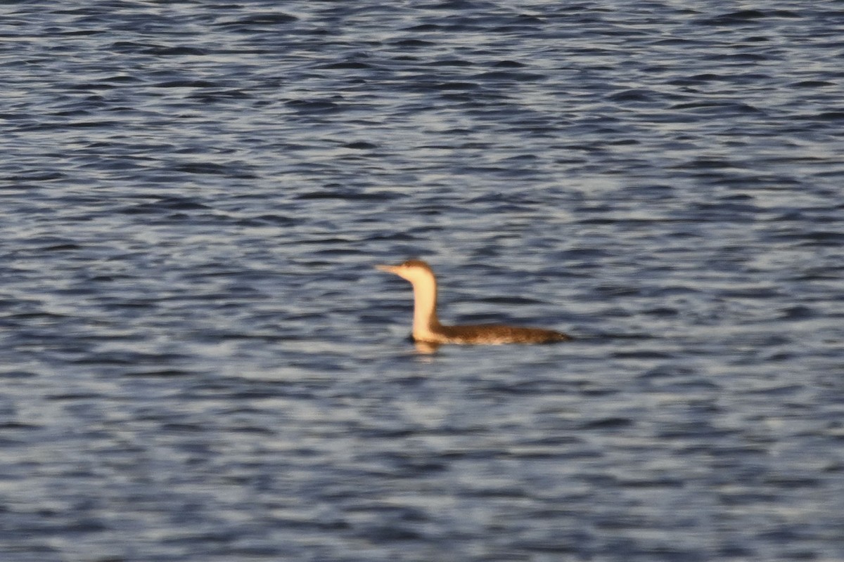 Red-throated Loon - ML611953764