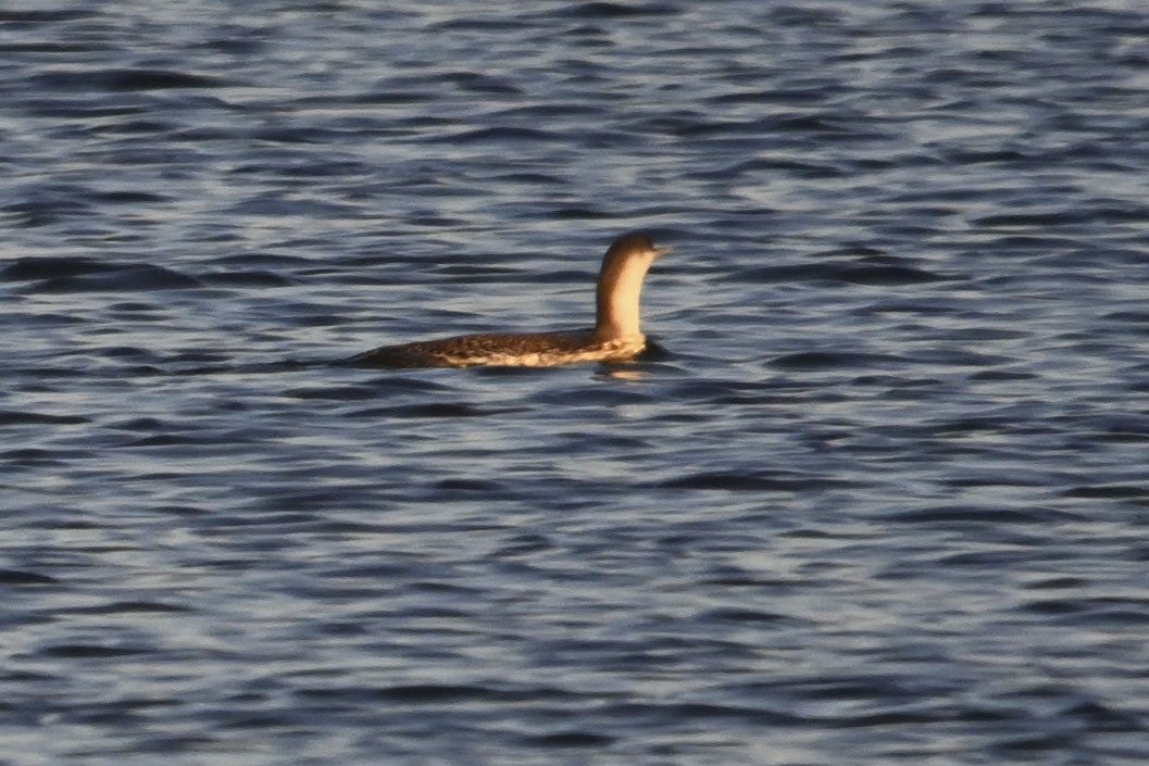 Red-throated Loon - ML611953765
