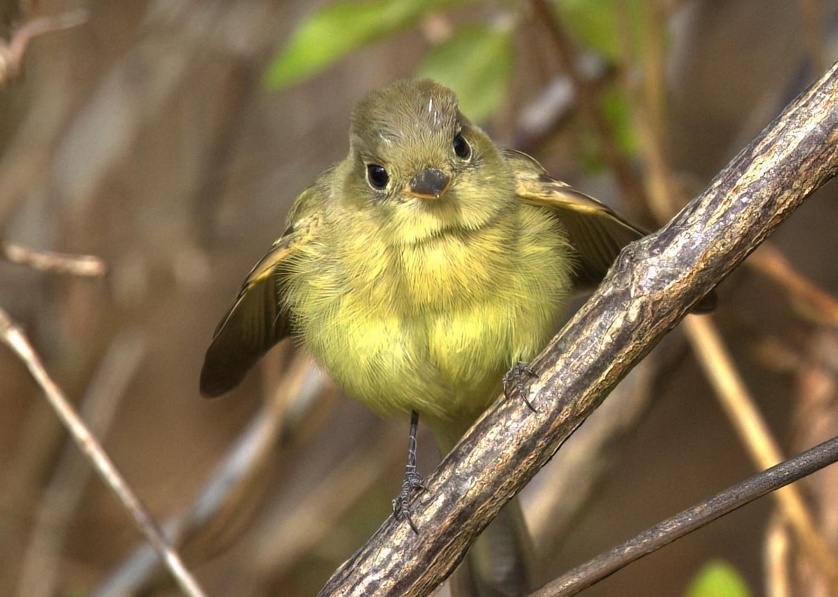 Western Flycatcher - ML611953767