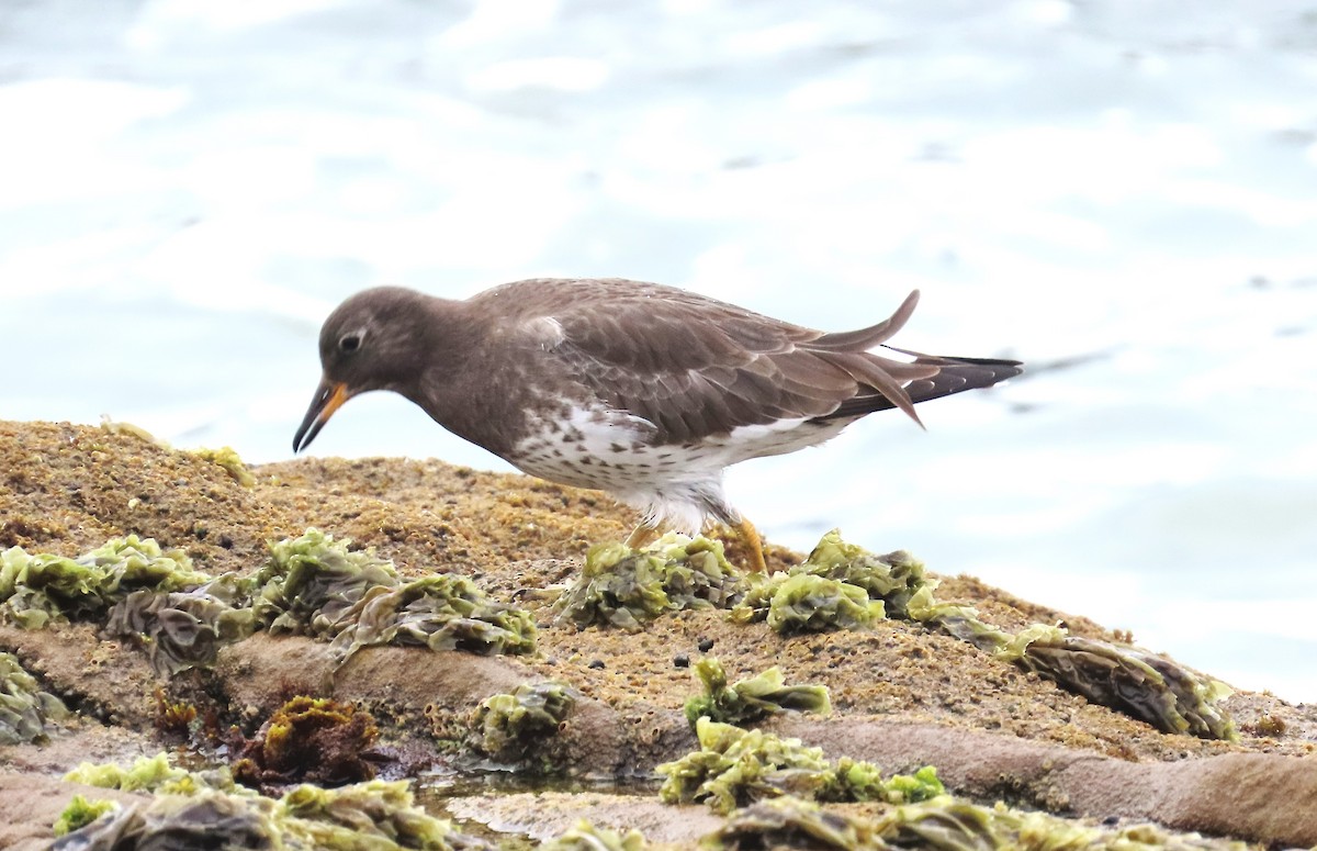 Surfbird - ML611953845