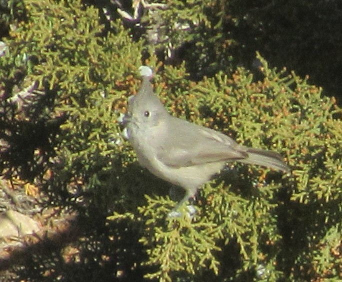 Juniper Titmouse - ML611953913