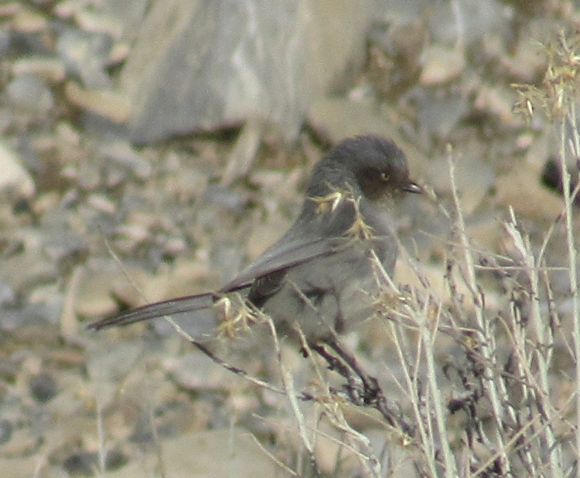 Bushtit - ML611953933