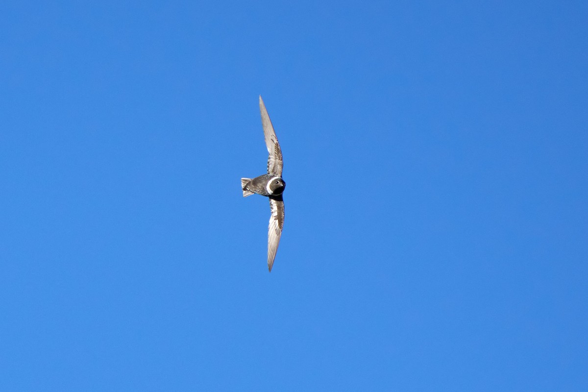 White-collared Swift - ML611954061