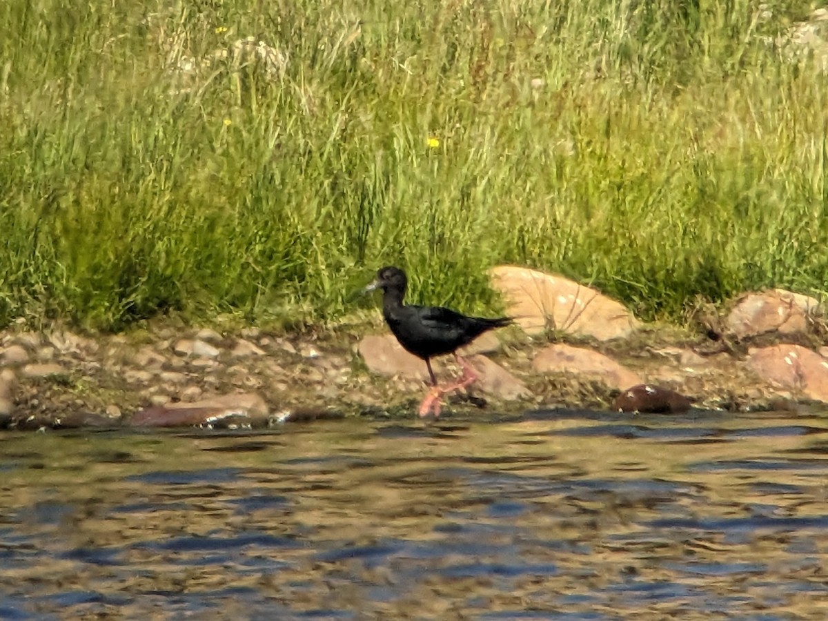 Black Stilt - ML611954100