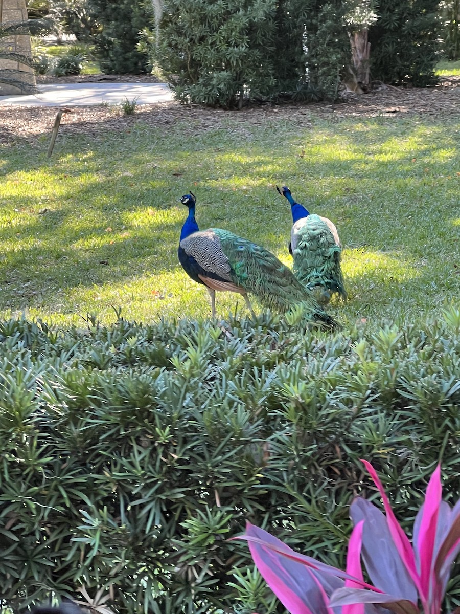 Indian Peafowl - ML611954156