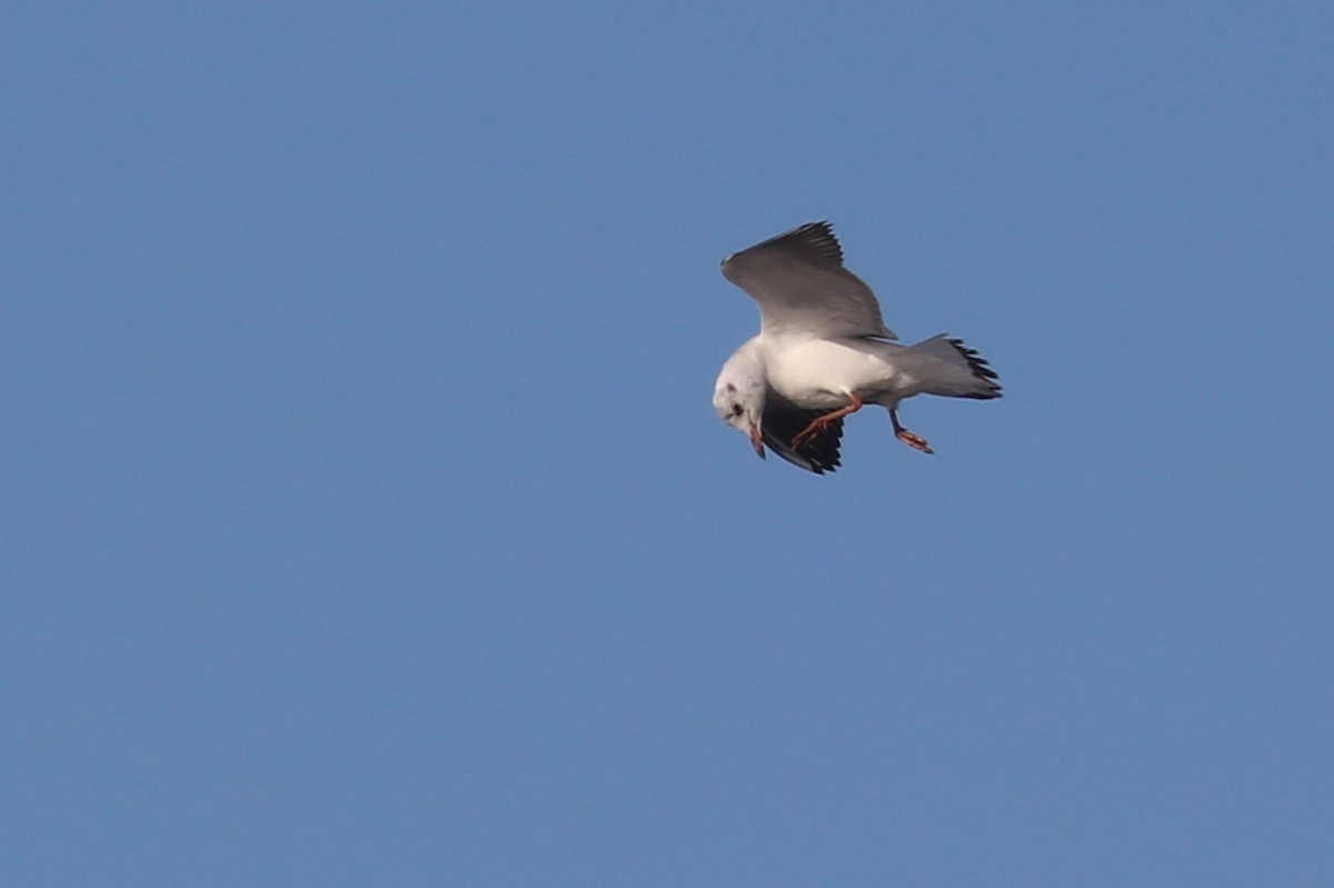 Black-headed Gull - Anthony Levesque