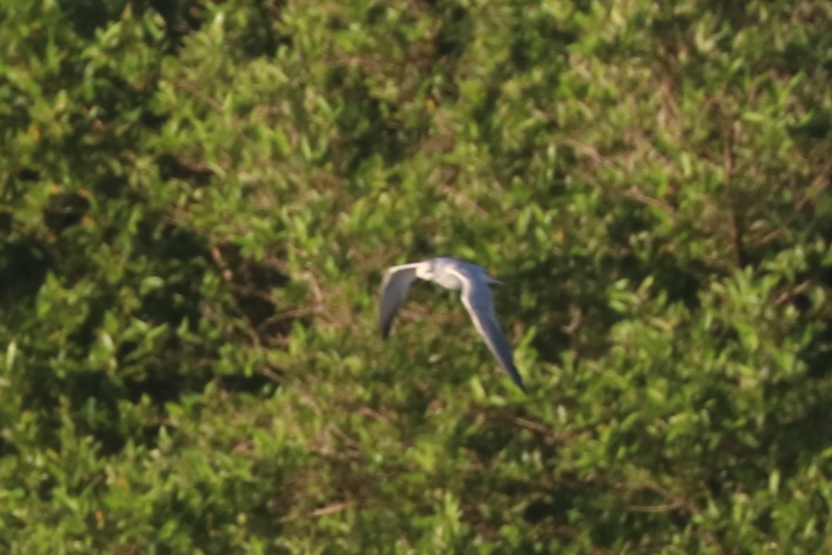 Gull-billed Tern - Anthony Levesque