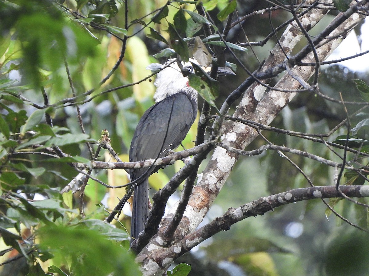 Western Long-tailed Hornbill - ML611954273