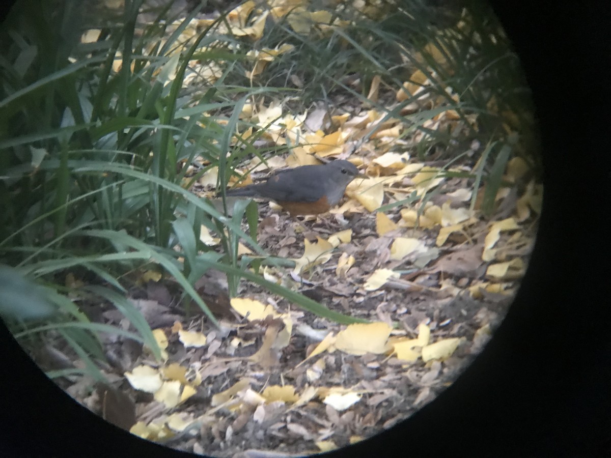 Gray-backed Thrush - ML611954317