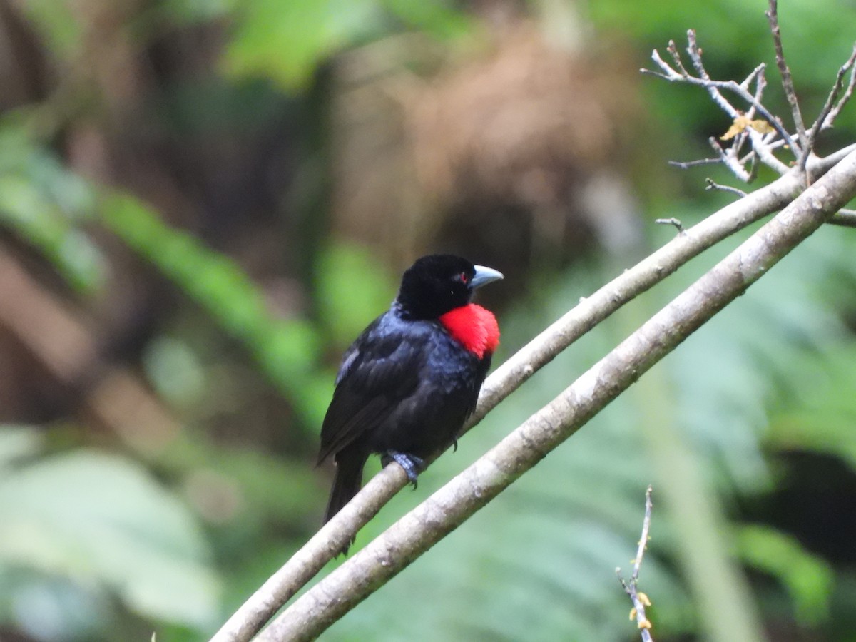 Blue-billed Malimbe - ML611954429