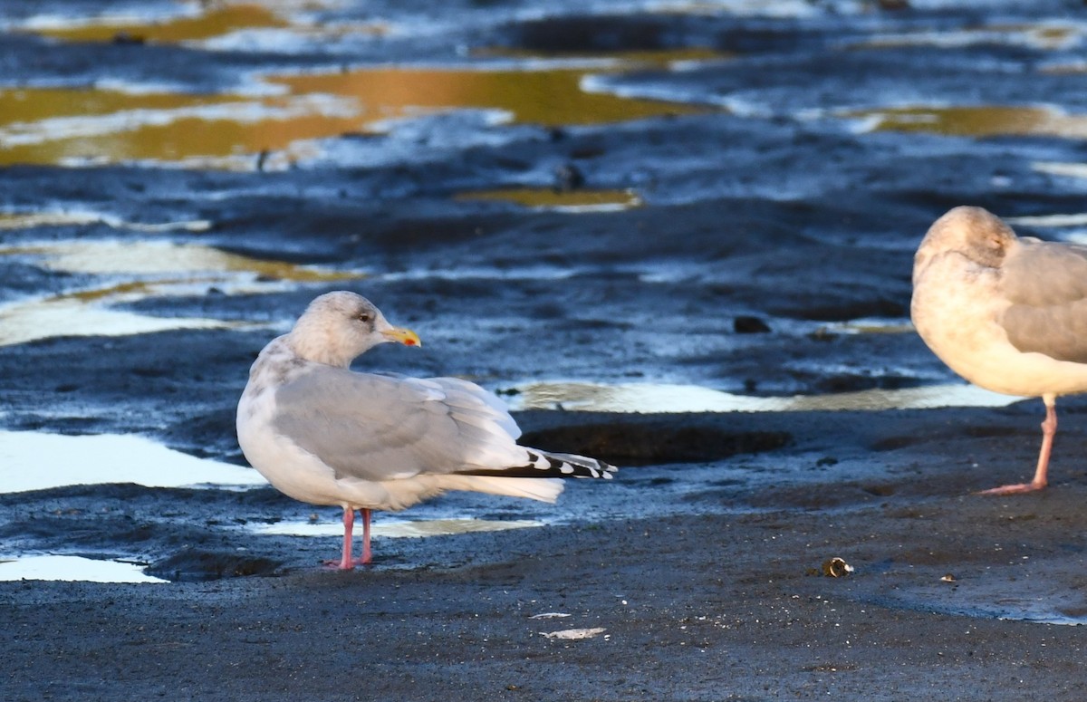 Gaviota Groenlandesa (thayeri) - ML611954433