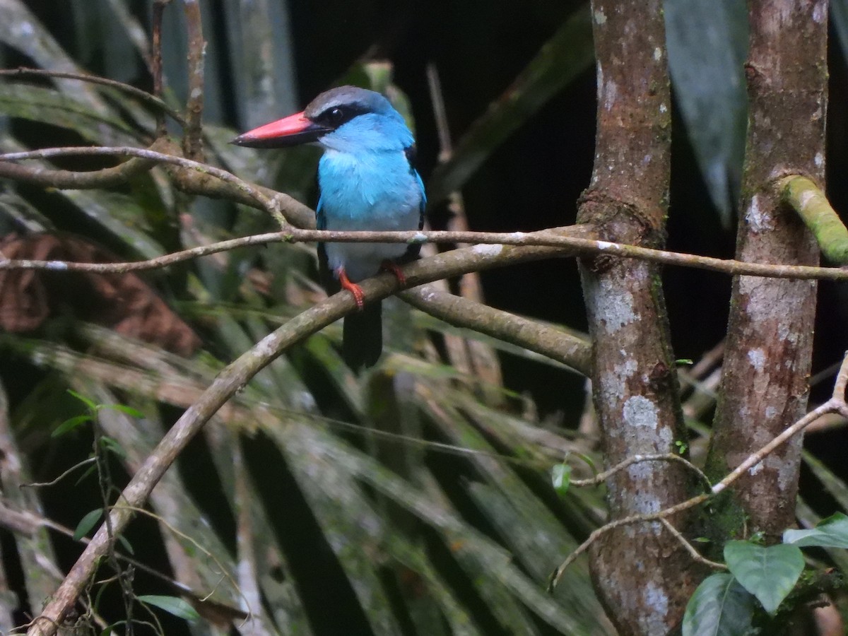 Blue-breasted Kingfisher - ML611954529