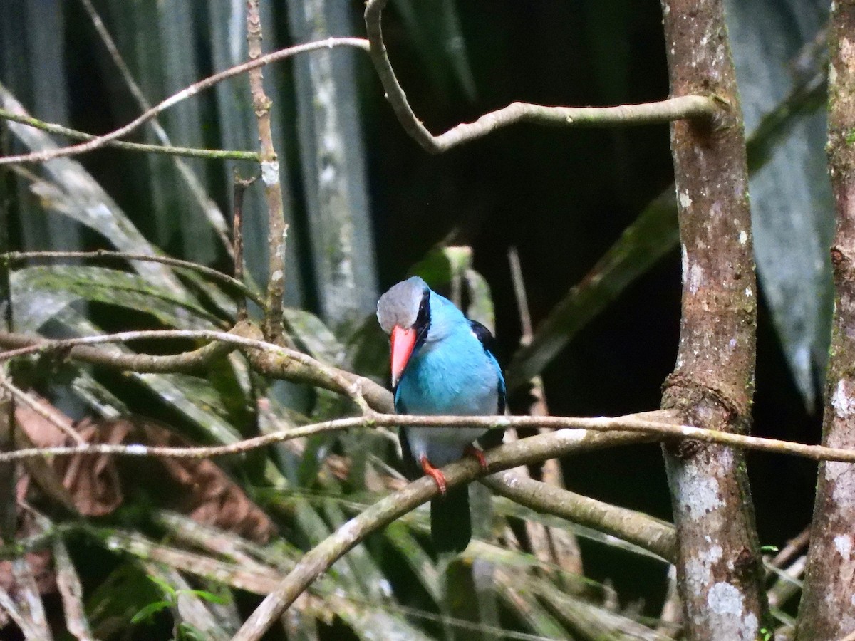 Blue-breasted Kingfisher - ML611954534