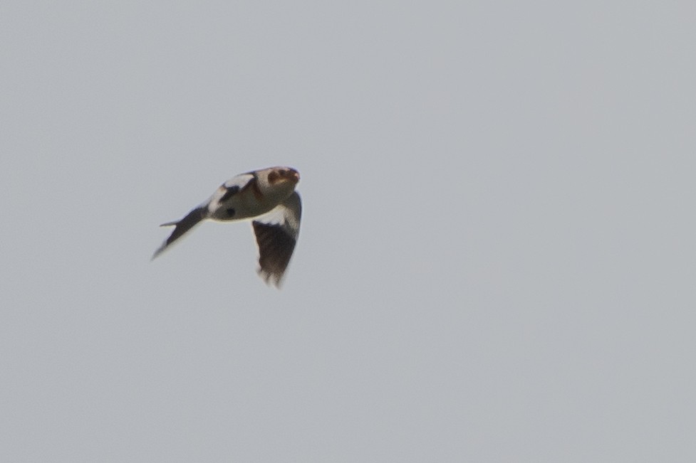 Snow Bunting - ML611954573