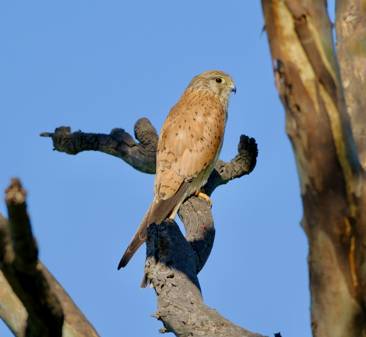 Nankeen Kestrel - ML611954588