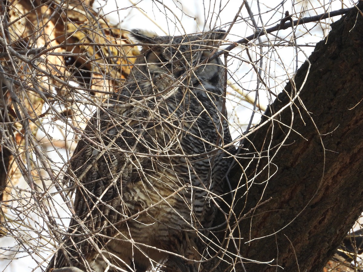 Great Horned Owl - ML611954601