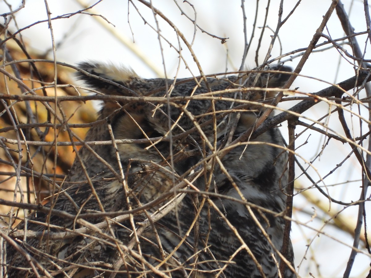 Great Horned Owl - ML611954602