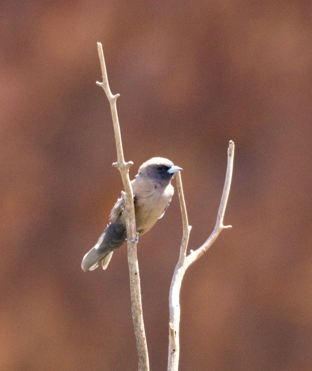 Black-faced Woodswallow - ML611954620