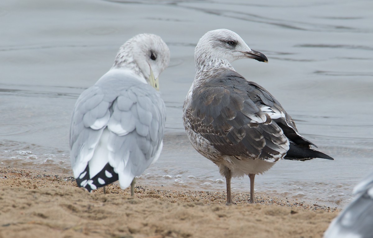 Lesser Black-backed Gull - ML611954724