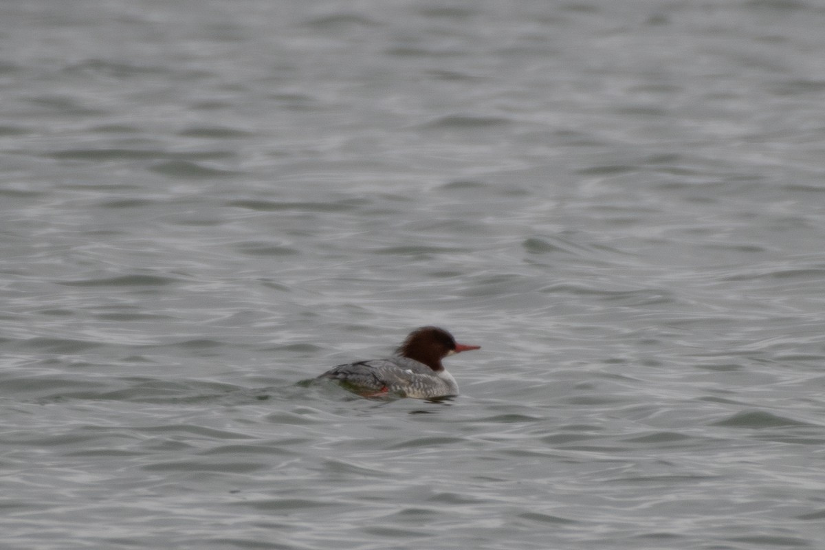 Common Merganser - ML611954739