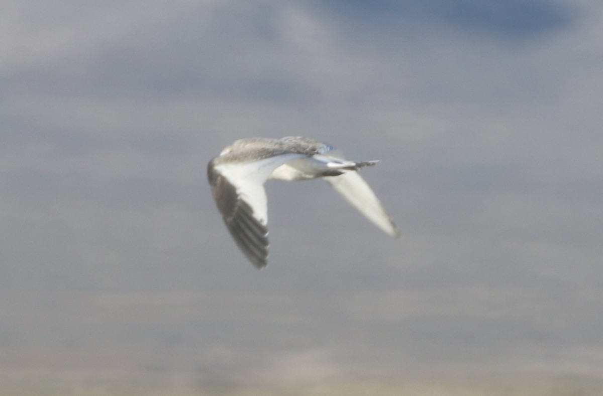 Sabine's Gull - logan kahle