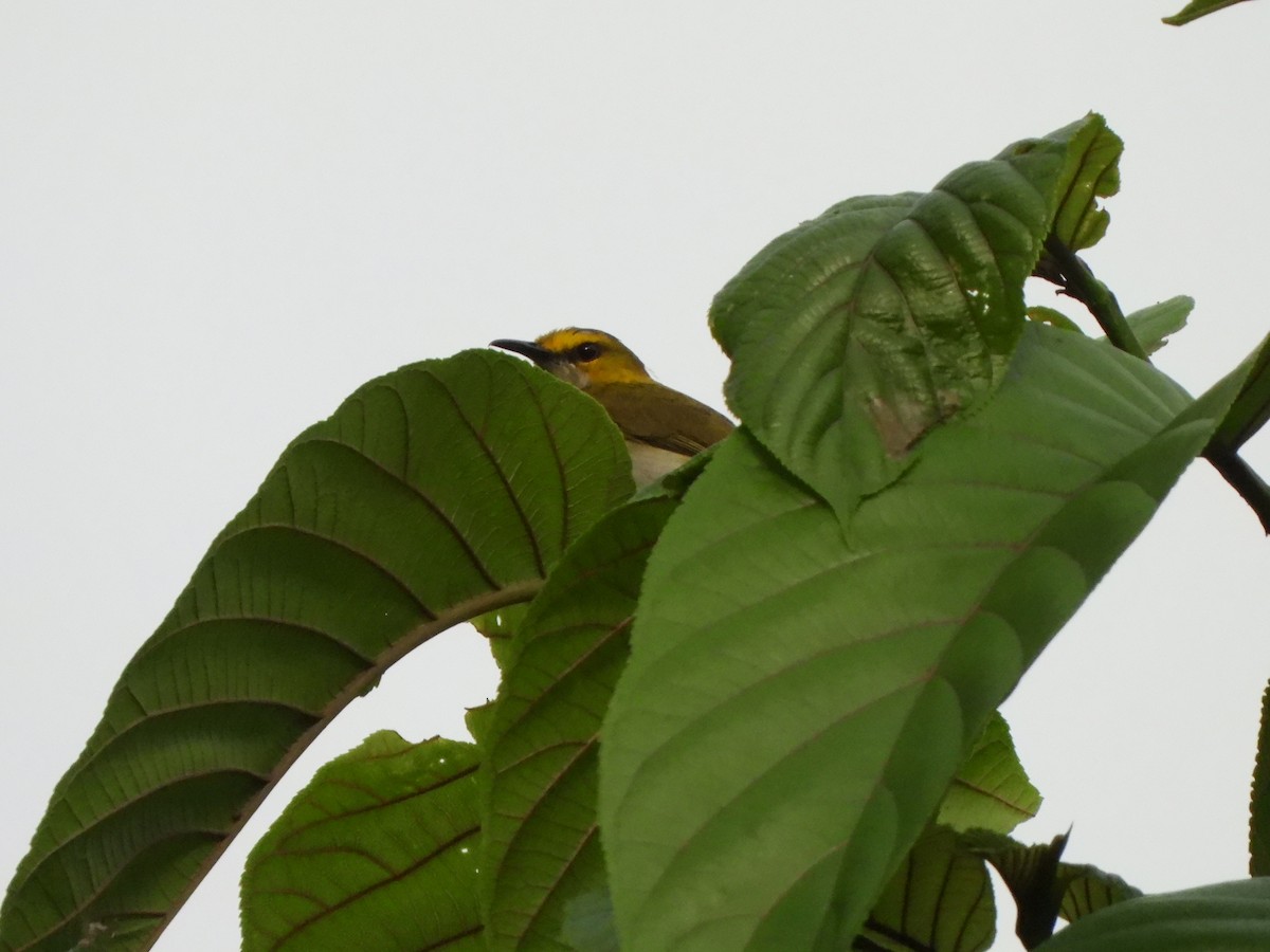 Yellow-browed Camaroptera - Bev Agler