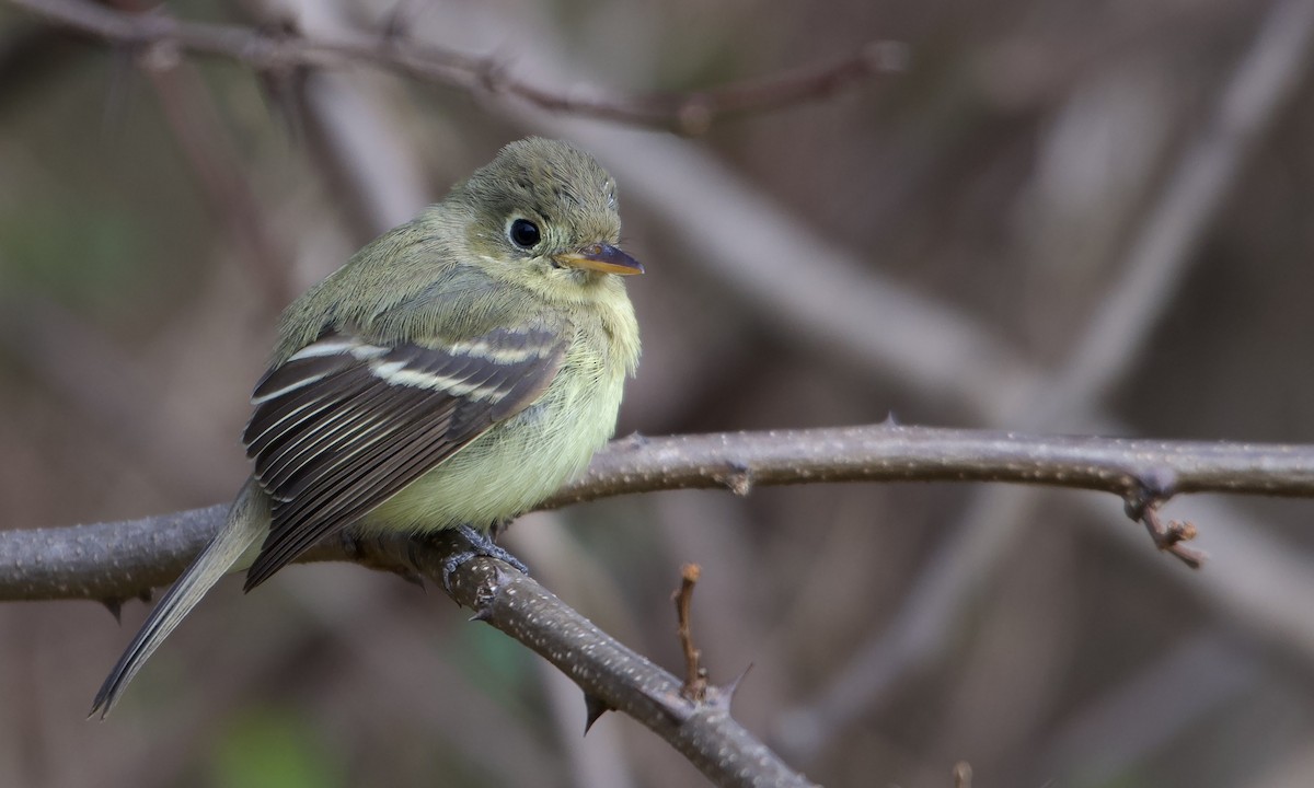 Western Flycatcher - ML611954917